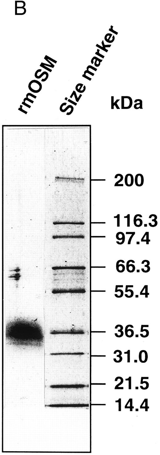 Fig. 1. Production of the recombinant mOSM. (A) Schematic representation of structure of the native mOSM and the epitope-tagged recombinant mOSM. (B) The recombinant mOSM (rmOSM) protein expressed in COS7 cells. Culture supernatant from COS7 cells transfected with the epitope-tagged mOSM cDNA was used to purify mOSM to homogeneity and the purified protein was analyzed by 8% to 16% polyacrylamide gel electrophoresis in the presence of SDS. Position of molecular weight standards are indicated on right by kilodalton (kD).