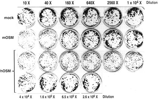 Fig. 3. Inhibition of differentiation of ES cells. Supernatants of COS cells transfected with mock, mOSM, and hOSM cDNAs were concentrated 20-fold by ultrafiltration. CCE (ES cell line) cells (3.5 × 102) were incubated in 24-well multiwell plates with a serial dilution of the supernatants as indicated for 5 days. Cells were stained with Giemsa solution after methanol fixation. Dispersed and compact stain dots in each well represent differentiated and undifferentiated ES cell colonies, respectively.