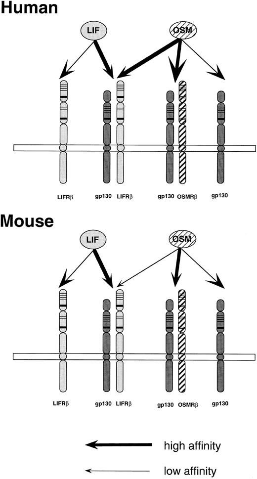 Fig. 6. A proposed model of the interaction of OSM to receptors in the human and mouse systems. A mouse OSMRβ subunit is a yet to be cloned putative molecule. Thick arrows represent high-affinity binding, while the thin arrows indicate low-affinity binding.