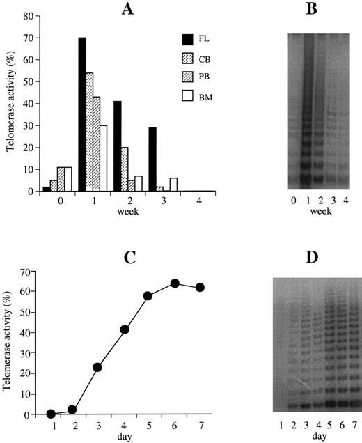 Fig. 1. Telomerase activity of CD34+ cells in liquid culture. (A) Telomerase activity was calculated from the TRAP signal of CD34+ cells from all sources (PB, n = 20; CB, n = 11; BM, n = 5; FL, n = 1) at baseline and weeks 1 to 4 of ex vivo expansion culture. Telomerase is expressed as a percentage of the activity detected in the neuroblastoma (SK-N-SH) cell line control. Telomerase was significantly upregulated in week 1 of ex vivo expanded cytokine-supported (KL, IL-3, IL-6, Epo + G-CSF = K36EG) CD34+ cells from PB, CB, BM, and FL compared with baseline levels (P < .001). After 2 weeks of expansion, telomerase activity declined decreasing to baseline or below detection after 3 to 4 weeks. (B) Representative TRAP of the regulation of telomerase activity (this example corresponds to a PB sample) of CD34+ cells at baseline and weeks 1 through 4 in ex vivo expansion culture. (C) Daily time course experiments in PB CD34+ cells in culture (n = 7) showed that after 48 to 72 hours of ex vivo expansion, telomerase was detectable reaching maximum levels between days 5 and 7. (D) Representative TRAP showing telomerase upregulation within days 2 and 3 and highest activity at days 5 and 7 in cytokine-supported (K36EG) CD34+ cells in ex vivo expansion culture.