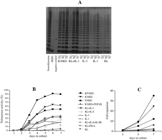 Fig. 2. Telomerase upregulation in different cytokine combination supported cells in liquid culture. (A) Representative TRAP of telomerase regulation in CD34+ cells in response to single cytokines and cytokine combinations on days 3, 5, and 7 of ex vivo expansion culture. Telomerase activity was maximally increased in cultures supported with K36EG or KL + IL-1 as compared with considerably lower activity using single cytokines. (B) Summary of telomerase activity (given in percentage of the neuroblastoma cell line control) of CD34+ cells showing upregulation of telomerase in response to various single and multiple cytokine combinations. Stimulation of CD34+ cells with single cytokines such as KL, IL-1, and IL-3 or combinations of KL + Flk-L or KL + IL-6 + sIL-6R displayed no or little telomerase upregulation. Using cytokine combinations of KL + IL-1 or multiple cytokines (K36GE, F36GE, KF36GE) that initiate cell proliferation and mitotic stimulation resulted in a considerable telomerase increase in Delta culture. Highest telomerase upregulation was seen using KF36EG. TGF-β1 in combination with stimulatory cytokines (K36EG) downregulated telomerase activity compared with the five factor cytokine combinations (K36EG) alone. (C) Cell expansion of CD34+ cells in ex vivo expansion culture using single and multiple cytokine combinations. Cell expansion was highest in multiple cytokine combinations. TGF-β1 in combination with stimulatory cytokines (K36EG) downregulated cell expansion. Combinations of KL + IL-1, KL + IL-6, KL + IL-6 + IL-6R, KL + Flk-L, or single cytokines induced only a minor cell expansion.