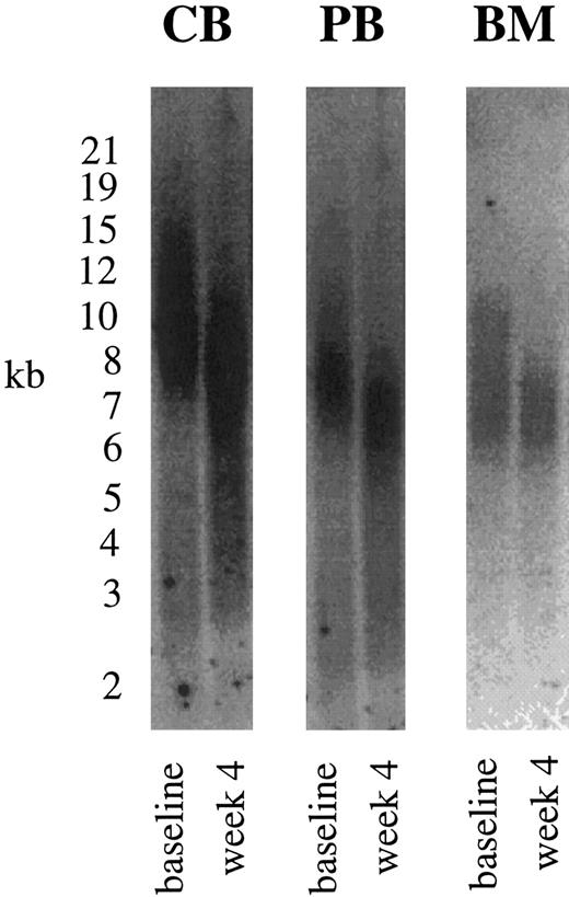Fig. 5. Telomere length in hematopoietic cells. TRF Southern blot analyses were performed with CD34+ cells at baseline and after ex vivo expansion. Over a 4-week period, CD34+ cells lost on average 1.5 kbp as shown for CB, PB, and BM CD34+ cells.