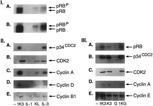Fig. 6. Induction of cell cycle proteins. (I) Regulation of expression of G1-S cell cycle regulatory proteins in human CD34+ cells. Equal number of cells were treated without or with 1K3, or IL-1, KL, and IL-3 for 72 hours. Cell extracts were immunoblotted with the indicated antibodies. In panel I, (A and B) are two different exposures of the same autoradiogram. (II) Immunoblotting for p34CDC2 and cyclin B1 was performed from the same blot, and of cyclin D and A from another blot. (III) G-CSF can replace IL-3 to induce the expression of cell cycle proteins in human CD34+ cells. Cells were treated with either 1K3 or combination of IL-3 and KL (K3), G-CSF, and combination of IL-1, KL, and G-CSF (1KG) for 72 hours. Cell extracts were immunoblotted with the indicated antibodies. Immunoblotting for p34CDC2 and cyclin E was performed from the same blot. Results shown are representative of three separate experiments.