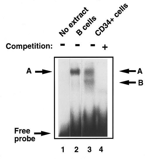 Fig. 2. Comparison of E2F-complex DNA binding activity in extracts of human primary B cells and immature CD34+ hematopoietic cells. B cells and CD34+ cells were purified and whole cell extracts prepared as described in Materials and Methods. EMSA was then performed. Equal amounts of total cell lysate (8 μg) were incubated with a 32P-labeled probe containing an E2F binding site and then separated on a 4% nondenaturing polyacrylamide gel. No whole cell extract was loaded in lane 1. Band ‘A’ was identified in quiescent B cells (lane 2) as previously described. Two bands were identified in CD34+ cells, ‘A,’ which comigrated with the band identified in B cells, and band ‘B’ (lane 3). These were confirmed as specific E2F complexes by competition with excess nonradioactive probe (lane 4).