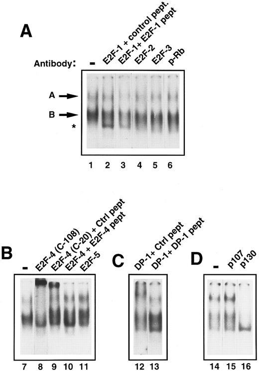 Fig. 3. Identification of the components of E2F complexes in quiescent human primary CD34+ cells by supershift assays. CD34+ cells were purified and whole cell extracts prepared and EMSA was performed (see Materials and Methods). Equal amounts of CD34+ cell whole cell lysate (8 μg) were incubated with a 32P-labelled probe containing an E2F binding site and supershift assays were performed by the addition of 2 μL of the appropriate antibody (as indicated for each lane). These were then run on a 4% nondenaturing polyacrylamide gel. Excess unlabelled mutant E2F probe was added to all lanes to ensure specificity of binding. The lanes shown in each panel are from a single gel and the results are representative of four experiments. (A) The E2F complexes are arrowed as band ‘A’ and ‘B’ (lane 1). No supershifts were detected with anti-E2F–1, anti-E2F–2, anti-E2F–3, or anti-pRb antibodies (lanes 2, 4, 5, and 6). A lower complex (starred) appeared with the addition of the E2F-1 antibody and control peptide (lane 2), but was also present with the E2F-1 antibody and E2F-1 peptide (lane 3) and hence was considered to be nonspecific. (B) Both E2F complexes (lane 7) were supershifted by the addition of anti E2F–4 antibody (C-108) (lane 8). Similarly, a proportion of both complexes are retarded with a second E2F-4 antibody (C-20) in the presence of a nonspecific control peptide (lane 9), whereas the supershift is abolished by the addition of a specific E2F-4 peptide (lane 10). No supershift was detected with the addition of anti-E2F–5 antibody (lane 11). (C) A supershift of complex ‘A’ occurs with the addition of anti-DP–1 antibody with control peptide (lane 12) and is overcome by addition of specific DP-1 peptide (lane 13). (D) No supershift occurred with the addition of anti-p107 antibody (lane 15), as compared with the control lane (lane 14). Both E2F complexes were abolished with anti-p130 antibody (lane 15).