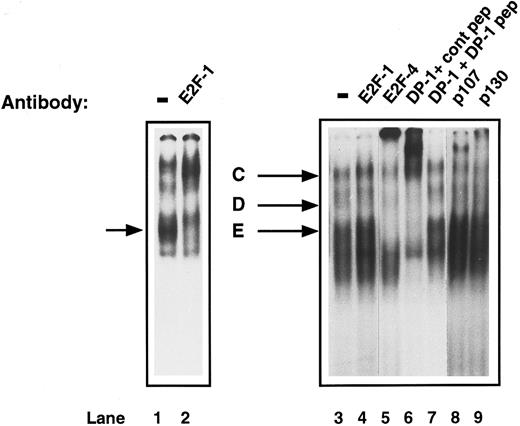 Fig. 5. Identification of the components of E2F complexes in human proliferating primary CD34+ cells by supershift assays. CD34+ cells were purified and were induced to proliferate by the addition of cytokines as described in Materials and Methods. After 4 days, whole cell extracts were prepared and EMSA and supershift assays were performed as described in Fig 3. Three complexes (C, D, and E) were detected. Specific supershifted complexes were observed on addition of anti-E2F–4 antibody (lane 5) and anti-DP–1 antibody with control peptide (lane 6), but not with DP-1 peptide (lane 7). The upper complex (C) shifts with anti-p107 antibody (lane 8) and a shift was also seen with anti-p130 antibody (lane 9). An anti-E2F–1 antibody had no effect (lane 4). Proliferating T cells were run as a control (lane 1) and show a supershift with anti-E2F–1 antibody (lane 2, arrowed). The data are representative of four experiments with individual CD34+ cell isolates.