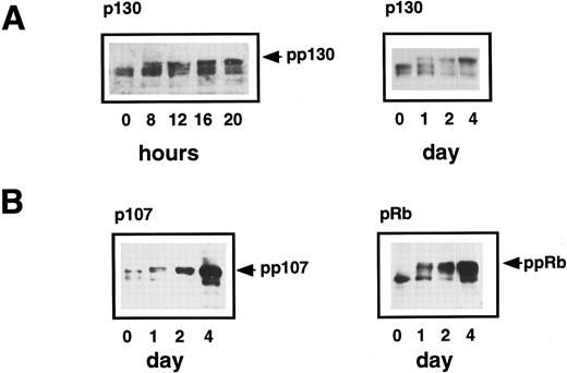 Fig. 6. (A) Expression of p130 in human primary CD34+ hematopoietic cells. Purified CD34+ cells were induced to proliferate by the addition of cytokines as previously described in Materials and Methods. Samples were taken at 0 hours, 8 hours, and every 4 hours thereafter until 20 hours and then every 12 hours up to 4 days and lysed in SDS lysis buffer. Equal amounts of total cell lysate (equivalent to 2 × 105cells) were subjected to SDS-PAGE and Western blotting. The hyperphosphorylated form of p130 (pp130) is present at 8 hours and accumulates thereafter. (B) Expression of p107 and pRb in human primary CD34+ hematopoietic cells. Purified CD34+ cells were induced to proliferate by the addition of cytokines and samples were taken at 24-hour intervals until 96 hours. Western blotting was performed using specific polyclonal antibodies that recognized p107 and pRb. The hyperphosphorylated forms of both proteins are arrowed and are detectable at 1 day and then accumulate over the next 3 days as the cells proliferate.