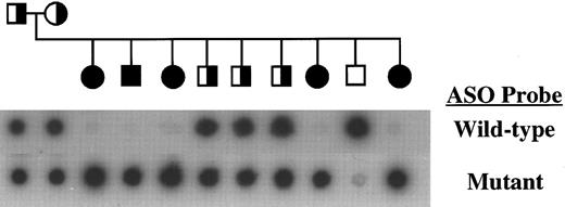 Fig. 2. Genotype analysis of a family containing multiple members with complete PAI-1 deficiency. DNA amplified from exon 4 of each family member was analyzed by ASO hybridization analysis as described.22 This family also is shown in Fig 1. Pedigree symbols are as described in Fig 1.