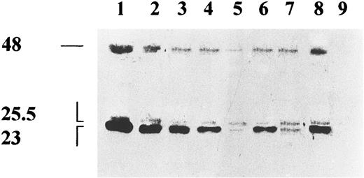 Fig. 2. Biochemical characterization of PRL-immunoreactive peptide in the BMSC supernatants. Supernatants of resting (lane 5), PAF-stimulated (lane 6), WEB 2170 plus PAF stimulated (lane 7) BMSC; positive control IM9-P3 (lane 8) and negative control Hep-G2 (lane 9) cell lines were immunoprecipitated with rabbit-antihuman PRL antiserum (IC-5) and run on SDS-PAGE. Decreasing amounts (100, 50, 25, 12.5 ng) of standard human PRL (NIDDK) (lanes 1 through 4) were also run. Filters were blotted with two anti-PRL MoAbs direct against distinct epitopes and the reactivity revealed by peroxidase conjugated Protein A and chemiluminescence. No signal was observed when human PRL (100 ng) and supernatant of IM9-P3 were immunoprecipitated with control serum (not shown).