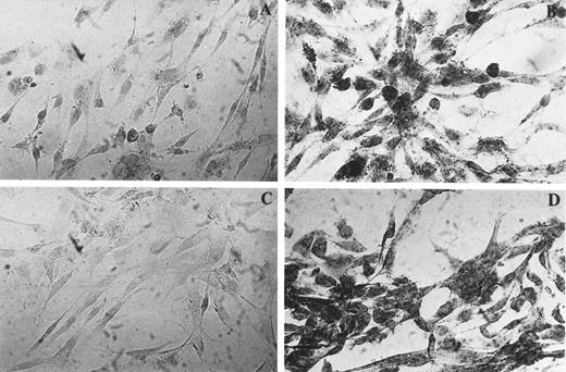 Fig. 4. Identification of mRNA in BMSC by ISH using digoxigenin-labeled probe. BMSC were cultured in the absence (A) or in the presence (B, C, D) of PAF for 20 hours and hybridized with PRL cDNA probe (A, B, and C) or with poly dT probe (D). The specificity of the reaction was assessed by pretreating PAF-stimulated cells with RNAse before hybridization (C). These findings were confirmed in other two experiments.