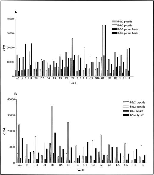 Fig. 5. Response of bcr-abl peptide specific lines to b3a2 containing cell lysates. PBMC from donor NG were stimulated four times with b3a2 peptide pulsed autologous mitomycin C–treated PBMC. Peptide specificity and response to cell lysate was determined after the fourth stimulation, using the split-well method. Results show the proliferation of peptide-specific wells, when stimulated with mitomycin C–treated PBMC pulsed with (A) b3a2 and b2a2 patient lysates and (B) K562 cell lysate or HEL cell lysate. In each case control b3a2 peptide and b2a2 peptide responses are shown.
