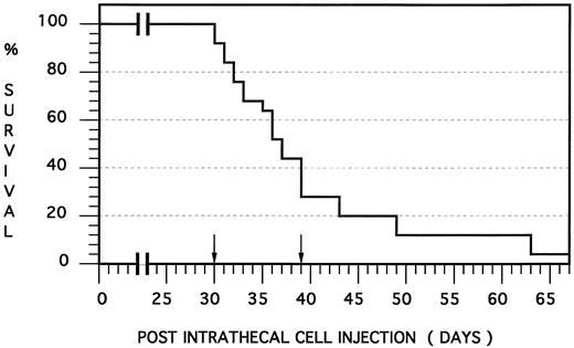 Fig. 1. Human meningeal leukemia in the nude rat: Survival curve. Fourteen nude rats were injected intrathecally with an HPB-ALL cell suspension and died at a median of 36.0 days and mean of 38.7 days postinjection (SEM, 8.6 days). Note that death occurred between 30 and 39 days postinjection (ie, within a range of 10 days) in 77% of the animals (arrows).