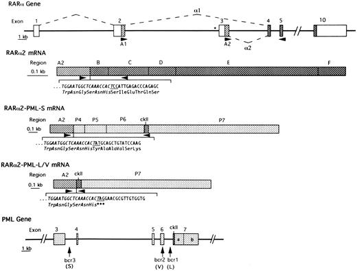 Fig. 1. Schematic representation of the intron-exon structure of relevant parts of the RARα and PML genes and of the formation of RARα2 mRNA and of RARα2-PML mRNAs from APL cases with S-form or L/V-forms of PML-RARα mRNA. Introns are represented by heavy lines. The boxes in the top (RARα gene) and lower (PML gene) panels indicate exons. The dashed lines indicate how RARα exons are joined to form RARα1 or RARα2 mRNAs. The asterisk indicates the RARE site in the promoter region of RARα2. Open boxes indicate noncoding regions. The simple hatched areas indicate the coding regions of RARα1 (A1) and RARα2 (A2), which become fused to the variable PML carboxy-termini in RARα-PML mRNAs. Stippled boxes indicate PML exons (P4, P5, P6, P7a, and P7b), which are variably spliced in different PML-containing isoforms. Cross-hatched boxes indicate coding regions that are consistently retained in RARα- or PML-containing transcripts. ckII is the unique casein kinase-II site in constantly retained region of PML exon 7. Arrowheads indicate the site of PCR primers used in the present studies. The perijunctional nucleotide sequence and codon assignment is indicated below the schematic RARα2 and RARα2-PML mRNAs with the sequence derived from RARα exon 3 italicized and the junctional codon (derived from the last nucleotide of RARα2 exon 3 and the first two nucleotides of RARα exon 4/B-region, PML exon 4 or PML exon 7) underlined.