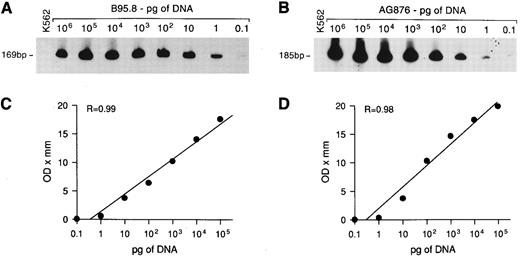 Fig. 1. Sensitivity of DNA-PCR for EBNA2 gene detection. Tenfold serial dilutions of DNA from EBV+ B95.8 or AG876 cells were mixed with 1 μg of DNA from EBV− K562 cells and PCR amplified with EBNA2 primers. The amplified products, of 169 bp and 185 bp for EBV types 1 and 2, respectively, were visualized with a radiolabeled probe that detects EBV type 1 (A) and type 2 (B). Regression curves (C and D) were obtained as described in Materials and Methods.