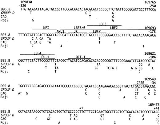 Fig. 2. The promoter region of the LMP-1 gene, from position −320 to +41 relative to transcription start. The sequence of B95.8 is compared to our Group D cases, CAO and Raji.11 The recognition sequences of the shown transcription factors are marked with a line.35-37