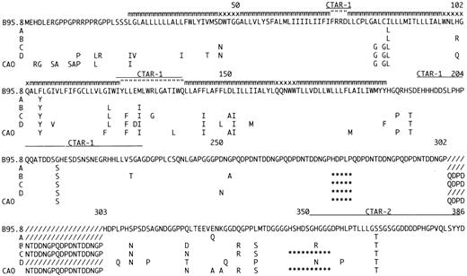 Fig. 3. Amino acid sequence of LMP-1 in the sequenced EBV strains compared to B95.834 and CAO.11 The EBV strains are designated Groups A through D according to the pattern of mutations. Many of the isolates contained occasional additional amino acid mutations (data not shown). For Groups A through D and CAO only differences compared to B95.8 are shown. The positions of the carboxy-terminal activation region-1 (CTAR-1) and CTAR-2 are indicated by (__); deletions are indicated by (***); additional 33-bp repeats compared to B95.8 by (///); amino acids located within the plasma-membrane by (mmm); in the intra-cytoplasmatic part of the loops by (” ” ”); and on the outer surface by (xxx). The number of 33-bp repeats varied within Groups B through D. A representative repeat region is shown for each group.