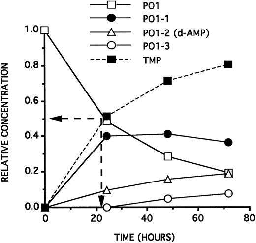 Fig. 4. Kinetics curves (relative ODN concentrations as a function of time) of the 3′ hydrolysis of a 25 μmol/L solution of PO1 on incubation at 37°C in RPMI 1640 containing 2.5% HS. PO1-1, PO1-2, and PO1-3 represent, respectively, the PO1 sequence minus 1, 2, and 3 deoxyribonucleotides at the 3′ end. PO1 half-life (22 hours) is indicated by the position of the two arrows. The dashed curve (symmetrical to the PO1 curve) indicates the theoretical TMP relative concentration generated by hydrolysis of the PO1 3′ last linkage. The PO1-2 curve represents also the maximal d-AMP relative concentration generated by hydrolysis of the PO1-1 3′ last position.