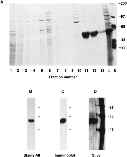 Fig. 1. Recombinant calreticulin expression, characterization, purification, and antibody generation. (A) Lysate of Sf9 cells infected with recombinant baculovirus was chromatographed on DEAE-Sepharose and aliquots of the fractions were analyzed by 7.5% SDS-PAGE and Coomassie Blue staining. Recombinant calreticulin is seen as a prominent 60-kD band in the Sf9 cell lysate (lane marked L) and in column fractions 11 and 12. The lane marked S shows standards with molecular weights as indicated. (B) The same Sf9 cell lysate as in (A) was analyzed by 7.5% SDS-PAGE and staining with Stains-All. The prominent 60-kD band stained blue, whereas other bands stained faintly red and are not visible in the photograph. (C) Purified recombinant calreticulin was analyzed by 7.5% SDS-PAGE, transfer to nitrocellulose, and detection by immunoblotting using a 1:1,000 dilution of rabbit polyclonal antibody to the purified protein. (D) Purified recombinant calreticulin was analyzed by 7.5% SDS-PAGE and silver staining. The left lane is the purified protein and the right lane shows standards with molecular weights as indicated.