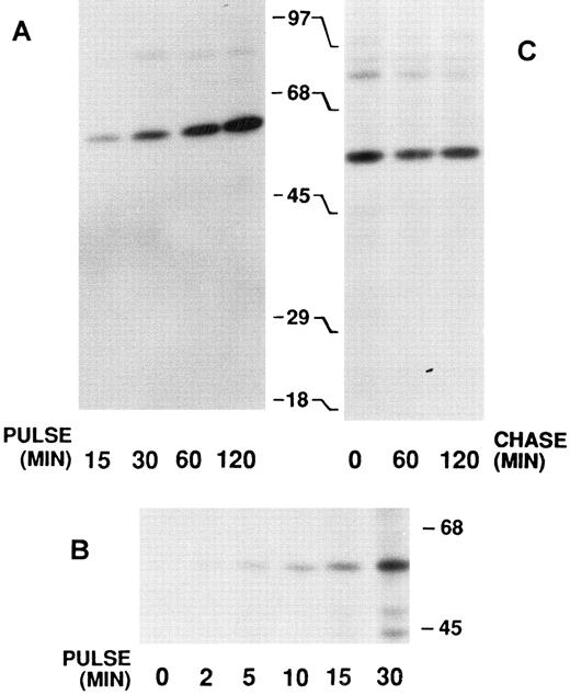 Fig. 2. Immunoprecipitates of biosynthetically labeled calreticulin from HL-60 cells. After 35S-methionine pulse labeling, the cells were disrupted and the labeled proteins immunoprecipitated with anticalreticulin. The precipitates were analyzed by 7.5% SDS-PAGE and fluorography. The locations of molecular weight markers are indicated. (A) Pulse labeling was performed for 15 to 120 minutes as indicated. (B) Pulse labeling was performed for 0 to 30 minutes as indicated. Long exposure of the film resulted in the appearance of unidentified lower molecular weight bands in the 30-minute pulse lane. (C) Pulse labeling was performed for 30 minutes and then followed by a chase with excess unlabeled methionine for 0 to 120 minutes as indicated.