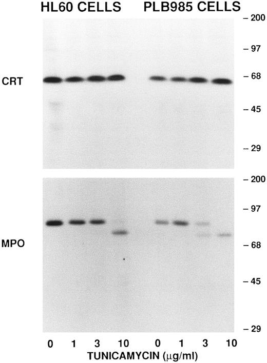 Fig. 4. Effect of tunicamycin on the biosynthesis of calreticulin and myeloperoxidase in HL-60 and PLB-985 cells. Biosynthesis using a 60-minute pulse label in either HL-60 (left) or PLB-985 (right) cells, immunoprecipitation with either anticalreticulin (CRT; upper panel) or antimyeloperoxidase (MPO; lower panel), SDS-PAGE, and fluorography were performed as in Fig 2 except that the cells were cultured in tunicamycin at the concentrations indicated. The apparent increased intensity of the calreticulin signal in PLB-985 cells treated with tunicamycin was not a consistent finding in other experiments.