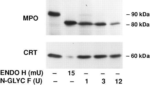 Fig. 5. Effect of glycosidases on the electrophoretic mobility of calreticulin and myeloperoxidase synthesized in HL-60 cells. Biosynthesis using a 60-minute pulse label in HL-60 cells and immunoprecipitation with either anticalreticulin (CRT; lower panel) or antimyeloperoxidase (MPO; upper panel) were performed as in Figs 2 and 4. The immunoprecipitates were then incubated with Endo F buffer either alone (−/−) or plus the indicated amounts of endoglycosidase H (ENDO H) or N-glycosidase F (N-GLYC F ). The treated immunoprecipitates were then analyzed by 7.5% SDS-PAGE and fluorography.