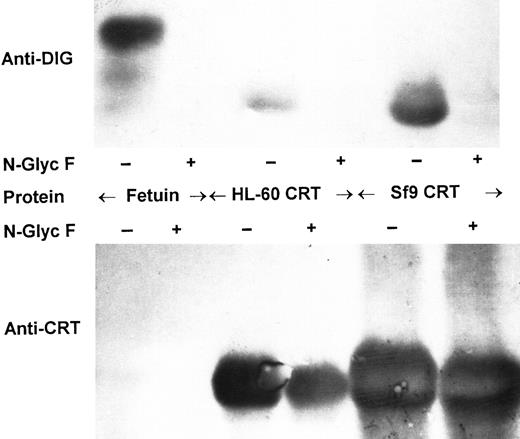 Fig. 6. Immunoblot analysis of digoxigenin-labeled calreticulin. Fetuin (control glycoprotein) and purified calreticulin (CRT) from either HL-60 or Sf9 cells were incubated in Endo F buffer with (+) or without (−) N-glycosidase F (N-Glyc F ), then oxidized with periodate and derivatized with digoxigenin. The proteins were then analyzed by 7.5% SDS-PAGE, transfer to nitrocellulose and immunoblotting with either antidigoxigenin (upper panel) or anticalreticulin (lower panel). The blots are arranged as indicated with paired lanes (minus or plus N-glycosidase F ) for each of the three proteins.