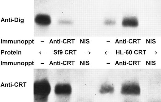 Fig. 7. Immunoprecipitation of digoxigenin-labeled calreticulin. Purified calreticulin (CRT) from either Sf9 or HL-60 cells was derivatized with digoxigenin as in Fig 6 and then analyzed either without immunoprecipitation (−) or after immunoprecipitation with anticalreticulin or non-immune serum (NIS). Analysis was performed as in Fig 6 by immunoblotting with either antidigoxigenin (upper panel) or anticalreticulin (lower panel).