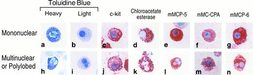 Fig. 1. Histochemistry, enzyme cytochemistry, and immunohistochemistry of cells in 4-week cultures of BALB/c mBMMC that possess mono- (a through g) and multi-lobular (h through n) nuclei. Cytocentrifuge preparations of cells were evaluated for toluidine blue reactive granules (a, b, h, i) that contained chloroacetate esterase enzymatic activity (d, k), mMCP-5 protein (e, l), mMC-CPA protein (f, m), or mMCP-6 protein (g, n). Cells also were evaluated immunohistochemically for their surface expression of c-kit (c, j).