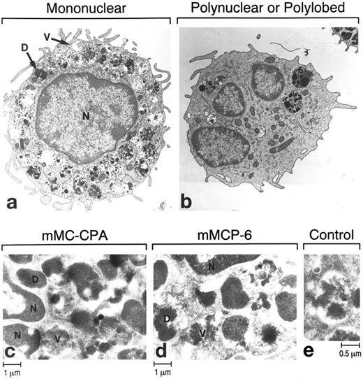 Fig. 2. Immunoelectron microscopy of mBMMC with mono- (a) and multi-lobular (b through e) nuclei. Most cells in the culture have numerous multi-vesicular structures in their granules (V). However, in terms of their electron density, some of the granules (D) in these cultured cells are nearly as mature as those in tissue mast cells. Frozen thin sections of the mBMMC were stained with immunogold anti–mMC-CPA Ig (c), anti–mMCP-6 Ig (d), or a control rabbit Ig (e). Ten-nanometer gold particles were used with the antibodies. N, nucleus.