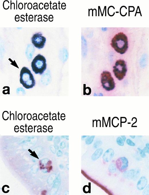 Fig. 4. Cytochemistry and immunohistochemistry of mast cells in the skeletal muscle of a normal BALB/c mouse (a, b) and the jejunal epithelium of a T spiralis–infected BALB/c mouse (c, d). Serial sections were evaluated for chloroacetate esterase enzymatic activity (a, c), immunoreactive mMC-CPA (b), and immunoreactive mMCP-2 (d). The arrows indicate mast cells that appear to possess multi-lobular nuclei. Panel (a) was heavily counterstained with methyl green. Thus, the three chloroacetate esterase+ mast cells depicted in this panel exhibit a blue color. The red reaction product on the brush border of the villi (d) is due to endogenous intestinal alkaline phosphatase. The presence of this product indicates that the color substrate was active in the immunohistochemical reaction.