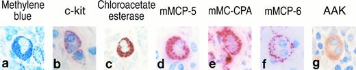 Fig. 5. Histochemistry, cytochemistry, and immunohistochemistry of V3 mast cells in the lymph nodes of mastocytosis mice. The V3 mast cells in the various tissue sections that have multi-lobular nuclei were evaluated for the expression of c-kit (b) and for methylene blue reactive granules (a) that contain chloroacetate esterase enzymatic activity (c), mMCP-5 protein (d), mMC-CPA protein (e), mMCP-6 protein (f ), and AAK enzymatic activity (g).