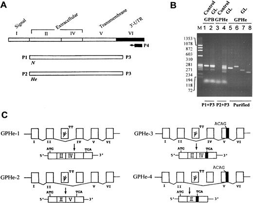 Fig. 3. RT-PCR analysis and splicing pattern of GPHe(GL) transcripts. (A) Strategy for gene-specific RT-PCR analysis. The correspondence of exons to different protein domains and the location of primers for cDNA synthesis and amplification are shown. (B) Agarose gel electrophoresis of GPB and GPHe(GL) cDNAs. M is the HaeIII-cleaved size marker of φX174 DNA. Lanes 1 and 3, He− control; and lanes 2 and 4, GL. When primers P2 and P3 were used, multiple cDNA forms are seen in GL, while no product is found in control. Lanes 5 through 8 show reanalysis of the PAGE-purified cDNAs of GPHe-2, 1, 3, and 4 observed in lane 4. (C) The pattern of exon-exon connections in GPHe-1 to 4 isoforms. Like GPB, exon III of GPHe(GL) is also a pseudoexon (denoted ψ) attached with a defective donor site, TT. GPHe-1 and GPHe-2 are products of in-frame splicing, whereas GPHe-3 and GPHe-4 are products of out-of-frame splicing with the same frameshift and premature termination (see Fig 4A). The newly created acceptor site (ACAG) and termination codon TGA in exon V are indicated. The residual exon V sequence spliced into GPHe-3 and GPHe-4 is blackened.