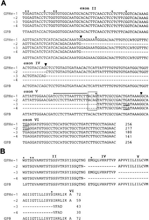 Fig. 4. Nucleotide and deduced amino acid sequences of the four GPHe(GL) isoforms. (A) Nucleotide sequences of the four GPHe(GL) cDNA species. The GPB sequence from GL is listed for comparison. Nucleotide differences are marked by stars and deleted sequences in the cDNA products by dashes. The new acceptor splice site ACAG is boxed and its upstream pyrimidine-rich sequence indicated by a straight line. Exons are numbered and their boundaries denoted by triangles. Termination codons (TGA) are underlined. (B) Alignment of the deduced amino acid sequences for GPHe(GL) isoforms. Amino acid variations are denoted by stars and deleted sequences by dashes. Gaps interrupting the amino acid sequence pertain to the exon-exon junctions. The total amino acid number of each putative polypeptide is indicated. Note that GPHe-3 and 4 are premature chain termination products because of a shift in the open reading frame.