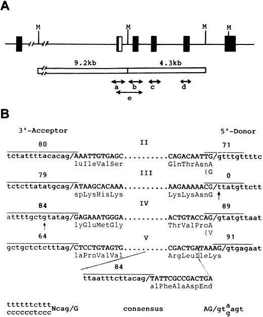 Fig. 5. Genomic structure of the GPHe(GL) allele and nucleotide sequences of exon-intron junctions. (A) Strategy for genomic amplification of exons and their flanking sequences. Four segments with each covering a unique exon were amplified from either the 9.2- or 4.3-kb Msp I fragment. Segment e, which overlaps a and b, was amplified from total genomic DNA using the He-specific primer P2 and the reverse primer for the b segment (see Materials and Methods). As shown, the GPHe gene from GL also is a GPB-A-B hybrid in the exon II-intron 2 junction region.12 (B) Exon-intron junction structures and splice site scores for the determined acceptor and donor splice sites (overlined). Exon sequences are in capital letters and their encoded amino acid residues are shown. Dots denote omission. Two point mutations, a g→t transversion in the 5′ donor gt element of exon III and a t→g transversion at −6 position near the exon IV acceptor site, are indicated by arrows. The newly created acceptor splice site in exon V and its score are also shown. The consensus sequences of the 3′ acceptor and 5′ donor splice sites are listed at the bottom.