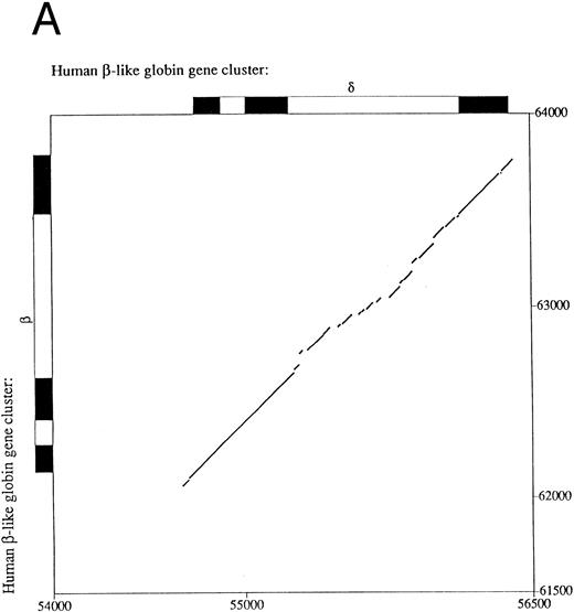Fig. 1. Comparison of 5′ flanking sequences between β- and δ-globin genes. (A) Alignment of the sequences between human β-and δ-globin genes. The program sim was used to compute local alignments between the 2 sequences, and positions of the alignment were plotted by the program laps. (B) Pairwise alignment of the sequences of human δ-globin and β-globin genes. Sequences were aligned using the program sim with a gap-open penalty of 4. Only the part of the alignment beginning at position −294 and ending at position +62 of the δ-globin gene is shown, but the complete alignment begins at −546 bp of the δ-globin gene and continues through exon 3. On the line between the sequences, a vertical line (‖) marks a match, a hyphen (-) indicates a gap introduced to optimize the alignment, and a space indicates a mismatch. The sequences are numbered as in the GenBank sequence file HUMHBB on the far left, and positions with respect to the cap site are given above the δ-globin gene sequence and below the β-globin gene sequence. The right-most digit in each number aligns with the numbered nucleotide. Binding sites for specific proteins are labeled above the δ-globin and below the β-globin gene sequences, as summarized in Hardison et al.29 ini, start site for translation. Periods (.) and colons (:) above the δ-globin gene sequence mark every fifth and tenth position in the alignment.