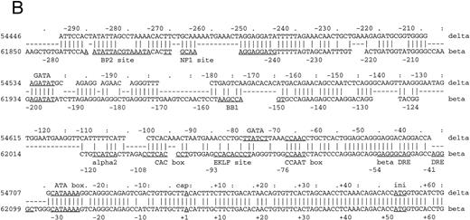 Fig. 1. Comparison of 5′ flanking sequences between β- and δ-globin genes. (A) Alignment of the sequences between human β-and δ-globin genes. The program sim was used to compute local alignments between the 2 sequences, and positions of the alignment were plotted by the program laps. (B) Pairwise alignment of the sequences of human δ-globin and β-globin genes. Sequences were aligned using the program sim with a gap-open penalty of 4. Only the part of the alignment beginning at position −294 and ending at position +62 of the δ-globin gene is shown, but the complete alignment begins at −546 bp of the δ-globin gene and continues through exon 3. On the line between the sequences, a vertical line (‖) marks a match, a hyphen (-) indicates a gap introduced to optimize the alignment, and a space indicates a mismatch. The sequences are numbered as in the GenBank sequence file HUMHBB on the far left, and positions with respect to the cap site are given above the δ-globin gene sequence and below the β-globin gene sequence. The right-most digit in each number aligns with the numbered nucleotide. Binding sites for specific proteins are labeled above the δ-globin and below the β-globin gene sequences, as summarized in Hardison et al.29 ini, start site for translation. Periods (.) and colons (:) above the δ-globin gene sequence mark every fifth and tenth position in the alignment.