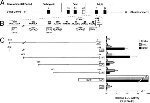 Fig. 2. Cell-specific expression of the human δ-globin gene 5′ flanking sequence. (A) β-Like globin gene arrangement on chromosome 11. (B) Promoter region of the human δ-globin gene and possible binding sites of transcription factors. (C) Relative LUC activity of the serial deletion plasmids. The left panel shows human δ-globin promoter-LUC deletion plasmids. The right panel is the relative LUC activity of each plasmid. Data represent the mean ± SD of three individual experiments using three different plasmid DNA preparations.