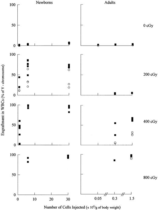 Fig. 1. Engraftment as a function of radiation dose, age, genotype, and donor cell number. For the newborn transplants, 18, 25, 16, and 13 female transplant recipients were analyzed for the 0, 200, 400, and 800 cGy groups, respectively. For the adult transplants, 10, 11, 12, and 9 female recipients were analyzed for each group, respectively (▪, normal; ○, ASMKO). Engraftment = the number of male cells detected among 300 nuclei analyzed in the female recipients. A t-test analysis showed that engraftment was signficantly less in the ASMKO mice as compared with normal mice (see Table 1).