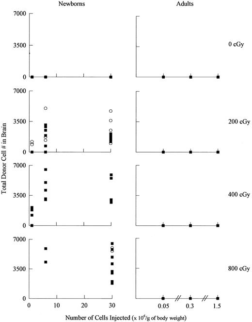 Fig. 4. Donor-derived cells in the brains of transplanted recipients as a function of radiation dose, age, genotype, and donor cell number. For the newborn transplants, 18, 25, 16, and 13 female transplant recipients were analyzed for the 0, 200, 400, and 800 cGy groups, respectively. For the adult transplants, 10, 11, 12, and 9 female recipients were analyzed for each group, respectively (▪) normal; (○) ASMKO. A t-test analysis showed that brain engraftment was significantly higher in the ASMKO mice as compared with normal mice (see Table 3).