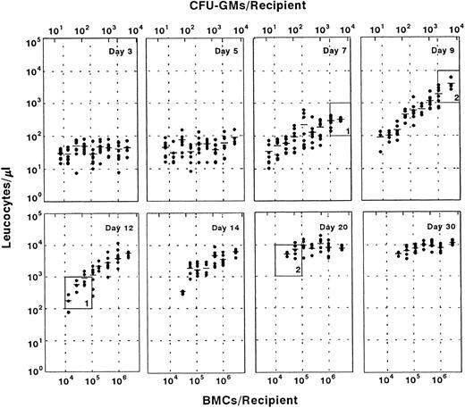 Fig. 1. Influence of the transplantation of graded numbers of normal fresh BM cells on the leukocyte recovery of myeloablated recipients. The upper part of each diagram illustrates the number of transplanted CFU-GMs. Each point represents the leukocyte count of one recipient. A total number of eight mice was initially included in each group, with the exception of the group transplanted with 3 × 106 cells, which consisted of four mice. Windows 1 and 2 show the influence of the graft size on the period required for achieving representative numbers of leukocytes (see text).