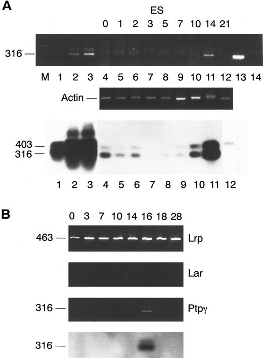 Fig. 1. Protein-tyrosine phosphatase expression during ES-derived EB differentiation. (A) mRNA from ES cells at different days following induction of EBs was reverse transcribed and amplified with primers 22F and 2779R after reverse transcription with primer 2R (plus oligo dT) and products observed on agarose gel (upper panel); the ES cell mRNAs were also amplified with β-actin primers and the 212 bp product was visualized with ethidium bromide to ensure that approximately equal amounts of mRNA were used for each time point, as shown in the agarose gel in the middle panel. The gel in the upper panel was blotted to a nylon membrane and hybridized to a random primed radiolabeled Ptpγ cDNA probe (lower panel); control lanes 1 through 3 contained RT-PCR product from Swiss 3T3 cell line IT22, BALBc 3T3 stably transfected with an expression plasmid for the EGFR gene, and NIH 3T3 cells stably overproducing the PLCγ gene product, respectively; lanes 4 to 12 contain the RT-PCR product from undifferentiated ES cells, ES cells 1 day after seeding in bacteriological petri dishes without LIF, 2, 3, 5, 7, 10, 14, and 21 days, respectively; lanes 13 and 14 contain the PCR product from a kidney cDNA clone and a brain cDNA clone, respectively. (B) Reverse transcripts from EB cells at 0 through 28 days of differentiation were tested for expression of two other receptor tyrosine phosphatases, Lrp which was uniformly expressed during differentiation and Lar which was not expressed at any time point; to show reproducibility of induction of expression of Ptpγ in this experiment the same RT products were amplified with the Ptpγ primers, products run on agarose, blotted and hybridized to the Ptpγ probe as in (A).