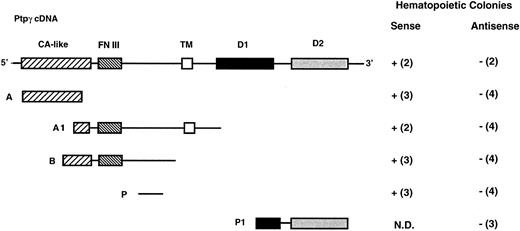 Fig. 6. Ptpγ antisense constructs. Diagrams of the Ptpγ antisense constructs used for transfection in the colony assay experiment and in the columns to the right a summary of results of the colony-formation assay; numbers in parentheses indicate the number of independent transfectant clones analyzed for each condition. Plus and minus signs mean that, in the methylcellulose colony assay for hematopoietic colonies, the appropriate antisense or sense construct transfected clones either did not (−) or did (+) give hematopoietic colonies. The full-length Ptpγ cDNA is shown at the top of the figure. The different boxes represent the sequences encoding known functional domains. CA-like, carbonic anhydrase domain; FNIII, fibronectin type III repeat; TM, transmembrane domain; D1 and D2, phosphatase domains.