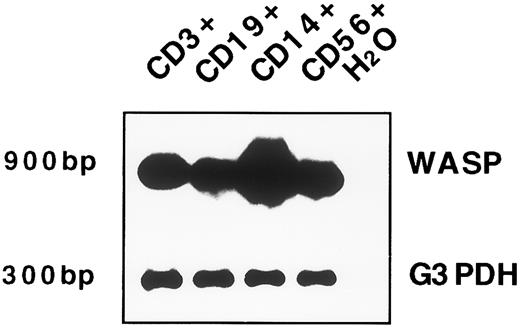 Fig. 2. WASP expression by RT-PCR in T, B, and NK cells and in monocytes. Approximately 20 ng of the same RNA preparation (that was used in the Northern blot) was reverse transcribed with primers specific for WASP cDNA and PCR amplified (25 cycles). The PCR products were electrophoresed, blotted, and hybridized with the same WASP probe used in Northern blot analysis; the expected size of 900-bp is shown. For control of cDNA quality, PCR amplification with specific primers for the G3DPH sequence was performed (20 cycles) and shown by hybridization with a cDNA radioactive probe (a product of 300 bp). The lane with H2O represents the PCR-negative control.