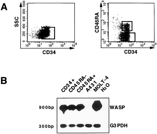Fig. 3. WASP gene expression in hematopoietic precursors. (A) The enriched CD34+ population isolated from cord blood was further purified by the cell sorting procedure as shown. In addition, CD34+ cells were stained with the CD45RA MoAb and the two subsets, CD34+CD45RA+ and CD34+CD45RA−, were selected, as represented. (B) RNA from CD34+, CD34+CD45RA+, and CD34+CD45RA− sorted cells; from the T-cell line MOLT-4 (used as a positive control for WASP amplification); and from the carcinoma cell line A431 (negative control for WASP expression) was reverse transcribed and subsequently amplified (25 cycles) either with primers specific for WASP cDNA that determine a PCR product of 900 bp or with primers specific for the G3PDH sequence (300 bp). The PCR products were shown by hybridization with the specific cDNA 32P-labeled probe. A WASP signal in A431 cell line was not detected even after extended autoradiographic exposure. The lane with H2O represents the PCR-negative control.