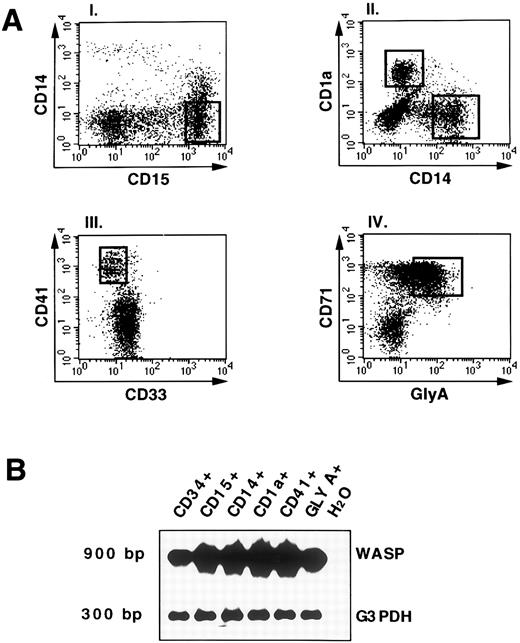 Fig. 4. WASP expression by RT-PCR analysis in differentiated and committed hematopoietic cell populations. (A) Representation of the staining and sorting gates of cultured cells. The culture of hematopoietic progenitors with various cytokines (as described in Materials and Methods) allowed the generation of different populations: the granulocytic sorted as CD15+CD14−; the monocytic and dendritic sorted, respectively, as CD14+CD1a− andCD1a+CD14−; the megakariocytes defined as CD41+CD33−; and the erythroid-committed, glycophorin A+CD71+ (GLY-A+). The open squares indicate the sorting regions. (B) RNA from FACS-sorted cell cultures (A) was processed as described and RT-PCR analysis was applied. PCR products for WASP (900 bp) or G3PDH (300 bp) were shown by hybridization as described above. As negative control, H2O was added instead of DNA in the PCR amplification.