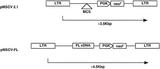 Fig. 1. Retroviral vector constructs. The FL cDNA was subcloned into the parental vector construct, pMSCV 2.1, to generate the pMSCV-FL vector, as described in Materials and Methods.