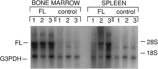 Fig. 2. Northern analysis of in vivo FL expression. Total splenic and bone marrow RNA from FL-overexpressing and control animals was probed with FL and G3PDH, as described. Vector-derived FL message is indicated as well as endogenous G3PDH.