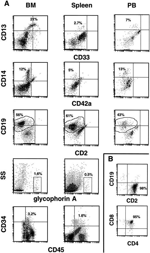 Fig. 3. Development of human CD34+ cells in the hematopoietic tissues of NOD/SCID mice. (A) Typical profiles of human progenitor cell (CD34, CD33), myeloid cell (CD13, CD14), B-cell (CD19), and T-cell (CD2) surface markers on huCD45+ output cells from the BM, spleen, and PB of repopulated mice. Cells in the glycophorin A+ gate were 100% huCD71+ and 0% to 3% huCD45+. Quantification of the CD34+ population was done by using a four parameter gating method.31 (B) In the rare cases where huCD45+ cells populated the thymus (two mice), the vast majority (98%) were huCD2+ (upper histogram). When the thymic population was gated on huCD3+ cells (which comprised 72% of the total cells), 95% were hu CD4/CD8 double positive cells (lower histogram).
