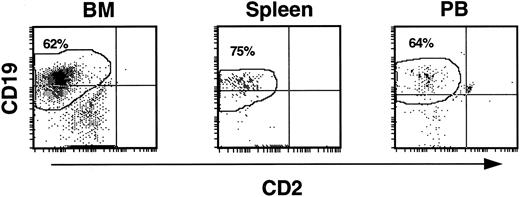 Fig. 4. CD19+ B-cell development from CD34+CD19− input cell populations in NOD/SCID recipients. Elimination of contaminating CD19+ cells by FACS from input CD34 cell fractions had no effect on the generation of B-cell precursors in the mice. The histograms show that, as in other experiments, output cells expressing CD19 predominated in the BM, spleen, and PB of repopulated mice.
