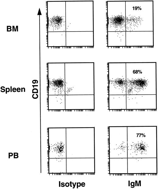 Fig. 5. B-cell development. In the BM of mice from all experiments only 10% to 20% of huCD19+ cells expressed cell surface IgM. In the spleen 60% to 75% of CD19+ cells also expressed IgM. PB from all mice revealed that 75% to 90% of huCD19+ cells also expressed IgM. This was true for mice transplanted with input CD34+ cell fractions known to be contaminated with low levels of CD19+ cells (experiments 4 and 7, Table 1), as well as for mice transplanted with CD34+ input fractions devoid of any CD19+ cells (experiments 5 and 8, Table 1).